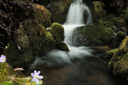 Pequeña cascada entre rocas cubiertas de musgo en un entorno natural húmedo