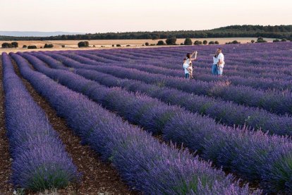 Los campos de lavanda de Caleruega permiten disfrutar del colorido ya entrado el verano. Alcanzan su máximo esplendor en la primera quincena de julio.