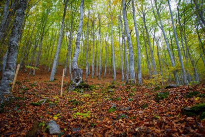 Área boscosa de la Reserva de Caza de Urbión.