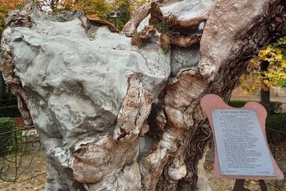 El olmo real que inspiró el poema de Machado, marcado por la grafiosis y convertido en símbolo literario