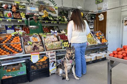 Un perro guía con su usuaria en una frutería.