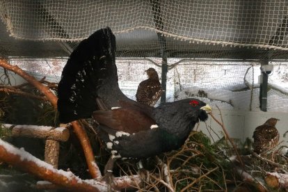 El centro de cría del urogallo en Valsemana (León) logra la supervivencia de 76 pollos la temporada pasada.