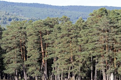 Monte de pinar en Soria.