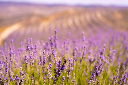 Campos de lavanda en San Felices, provincia de Soria