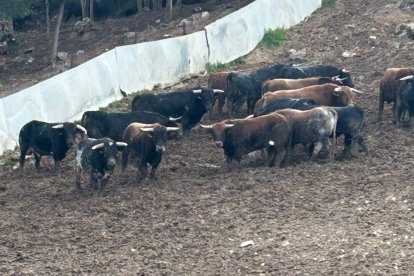 Los toros de La Saca, en la ganadería de la localidad de Brihuega, en Guadalajara.