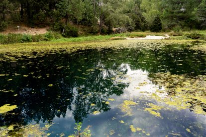 Reflejos naturales del bosque primaveral de La Fuentona