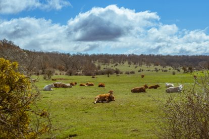 Vacas en el parque de Valonsadero en Soria