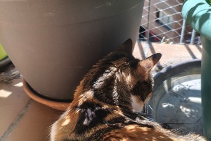Una gata busca la sombra este fin de semana entres unas macetas.