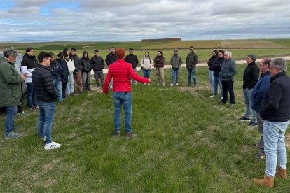 Asaja prueba en Soria una app para predecir el rendimiento del trigo.