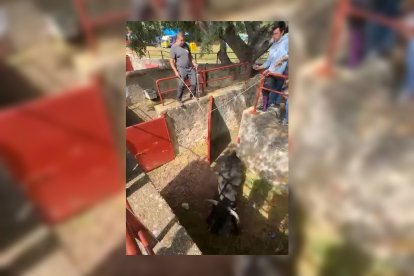 Carátula nuevos toros Lavalenguas.