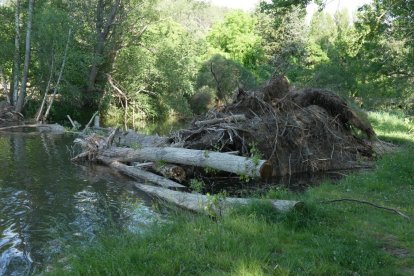 Troncos en las márgenes del Duero de la capital.