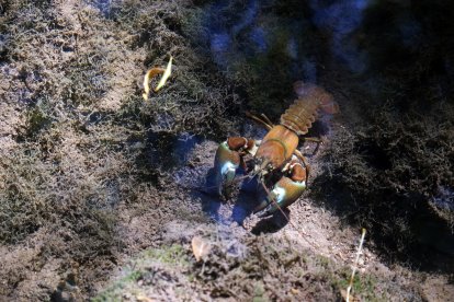 Un cangrejo de río en Soria