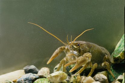 Cangrejo autóctono (Austropotamobius pallipes)