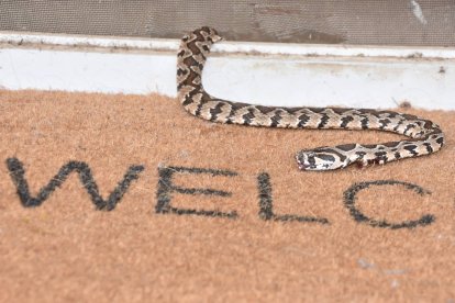 Las serpientes pueden aparecer de forma puntual en patios, jardines o accesos a viviendas, generalmente en busca de refugio o alimento.