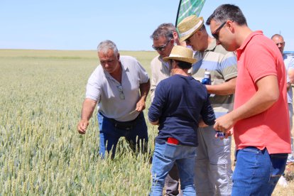 Alrededor de 75 agricultores participaron en las jornadas de ensayo en Cabrejas del Campo.