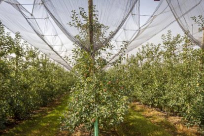 Manzanos en la finca de La Rasa, considerada una de las mayores plantaciones de manzanas de Europa.