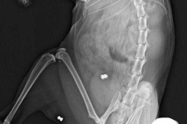 Parte de la radiografía del gato con los perdigones.-HDS