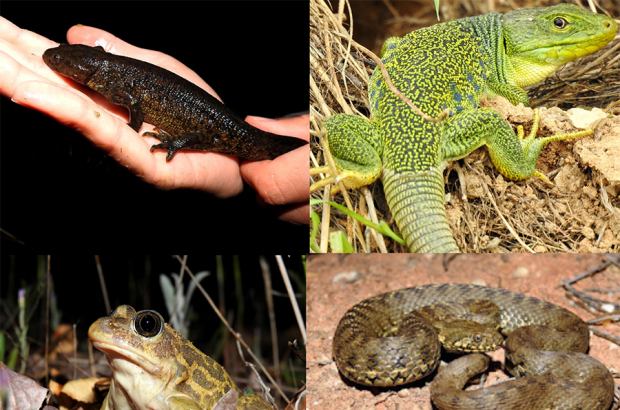 Aprender a convivir con anfibios y reptiles.-HDS