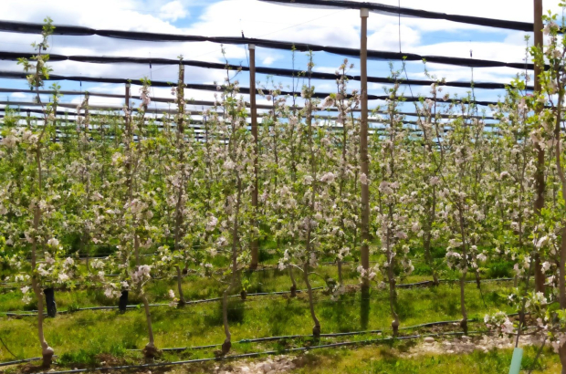 Son más de 850 las hectáreas que en Soria se dedican al cultivo de la manzana