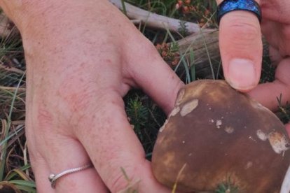 Una recolectora extrae un boletus edulis en un monte soriano.
