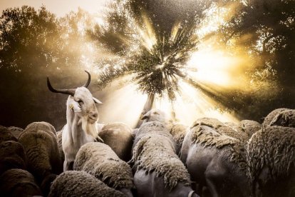 Una serie de instantáneas sobre la trashumancia