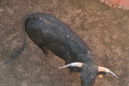 Los toros llegarán este sábado a los corrales de Cañada Honda.-HDS