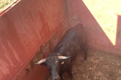 Los toros llegarán este sábado a los corrales de Cañada Honda.-HDS