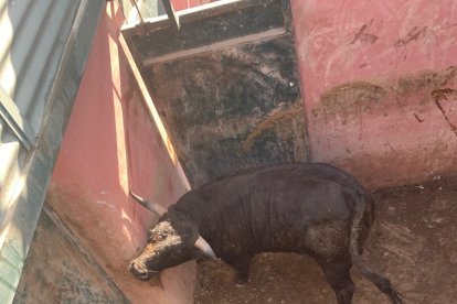 Los toros llegarán este sábado a los corrales de Cañada Honda.-HDS