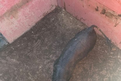 Los toros llegarán este sábado a los corrales de Cañada Honda.-HDS