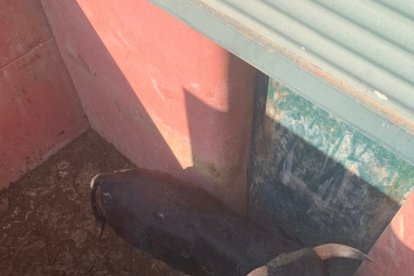 Los toros llegarán este sábado a los corrales de Cañada Honda.-HDS