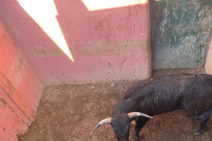Los toros llegarán este sábado a los corrales de Cañada Honda.-HDS
