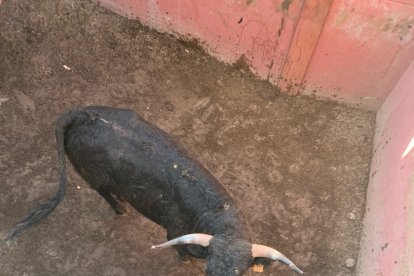 Los toros llegarán este sábado a los corrales de Cañada Honda.-HDS