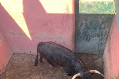 Los toros llegarán este sábado a los corrales de Cañada Honda.-HDS