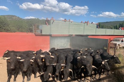 Los toros llegarán este sábado a los corrales de Cañada Honda.-HDS