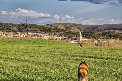 ‘¡Espera! Enséñame a volar’. El Burgo de Osma. Vicente B. Díez Hernández