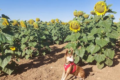 ‘Shira en Villaseca de Arciel - Tierra de Girasoles’. Rocío Rubio Cacho
