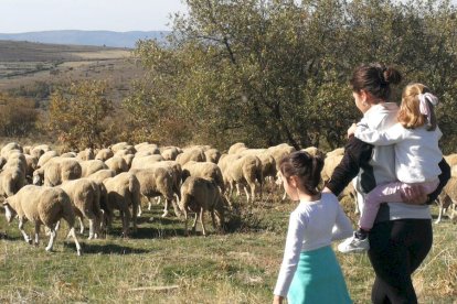 Las fotos de la jornada de la trashumancia en Castilfrío (38)
