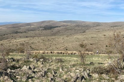 Las fotos de la jornada de la trashumancia en Castilfrío (10)