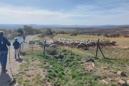 Las fotos de la jornada de la trashumancia en Castilfrío (25)