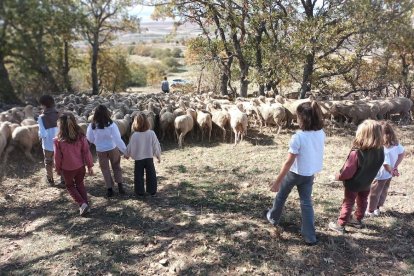 Las fotos de la jornada de la trashumancia en Castilfrío (26)