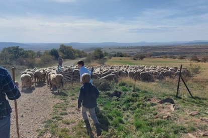 Las fotos de la jornada de la trashumancia en Castilfrío (27)