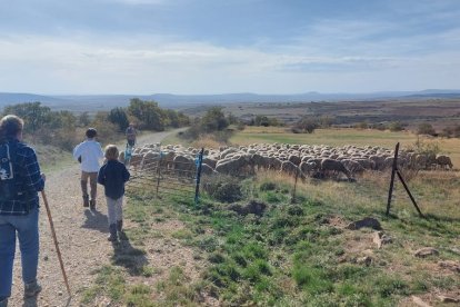 Las fotos de la jornada de la trashumancia en Castilfrío (28)