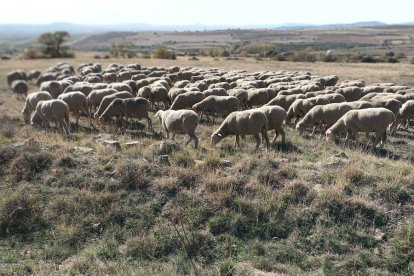 Las fotos de la jornada de la trashumancia en Castilfrío (31)