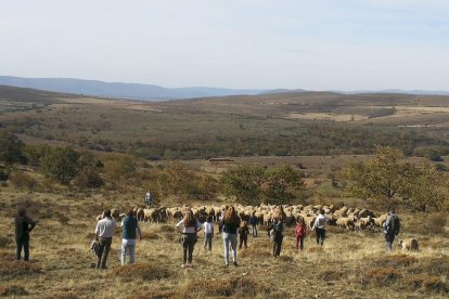 Las fotos de la jornada de la trashumancia en Castilfrío (35)