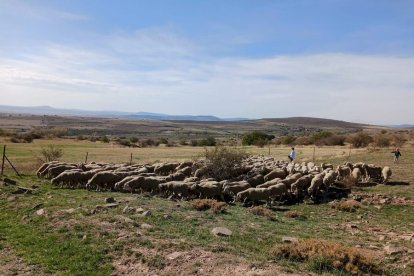 Las fotos de la jornada de la trashumancia en Castilfrío (44)