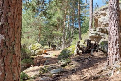 Ruta de las cascadas de Duruelo de la Sierra (Soria). HDS