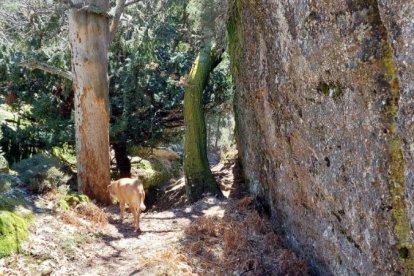 Ruta de las cascadas de Duruelo de la Sierra (Soria). HDS