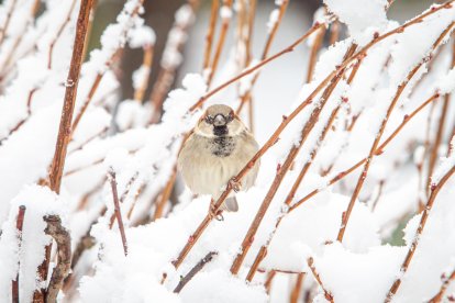 La nieve da paso a una mañana de fotos invernales. MARIO TEJEDOR (29)