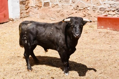 Toros para el Domingo de Calderas.-HDS