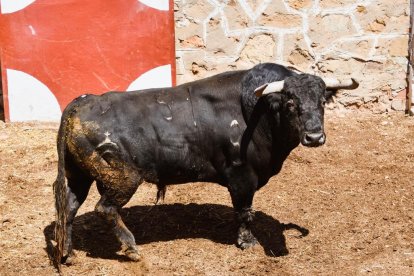 Toros para el Domingo de Calderas.-HDS